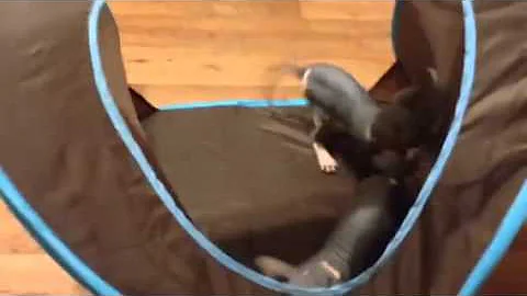 Watch the video about Beautiful black-and-white Sphynx kitten playing