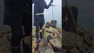 소무의도 루어낚시 중 걸린 양태(장대)😆 숭어가 엄청 많아서 훌치기도했는데 실패.... #루어낚시 #소무의도낚시 #소무의도 #광어낚시 #광어 #장대 #양태 #낚시초보 #낚시