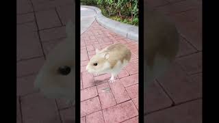 Chi Ko Ai Cricetinae