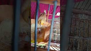 Download Lagu CARA TERNAK KENARI SEDERHANA KANDANG GANTUNG #shorts MP3