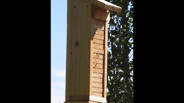 Leafcutter Bees 2 Creative Woodcraft