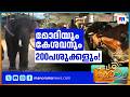 ഒൻപത് ആനകളും 200 പശുക്കളും പിന്നെ പോത്തും എരുമയും; ഒരു വൈറല്‍ ഫാം | Kollam Farm