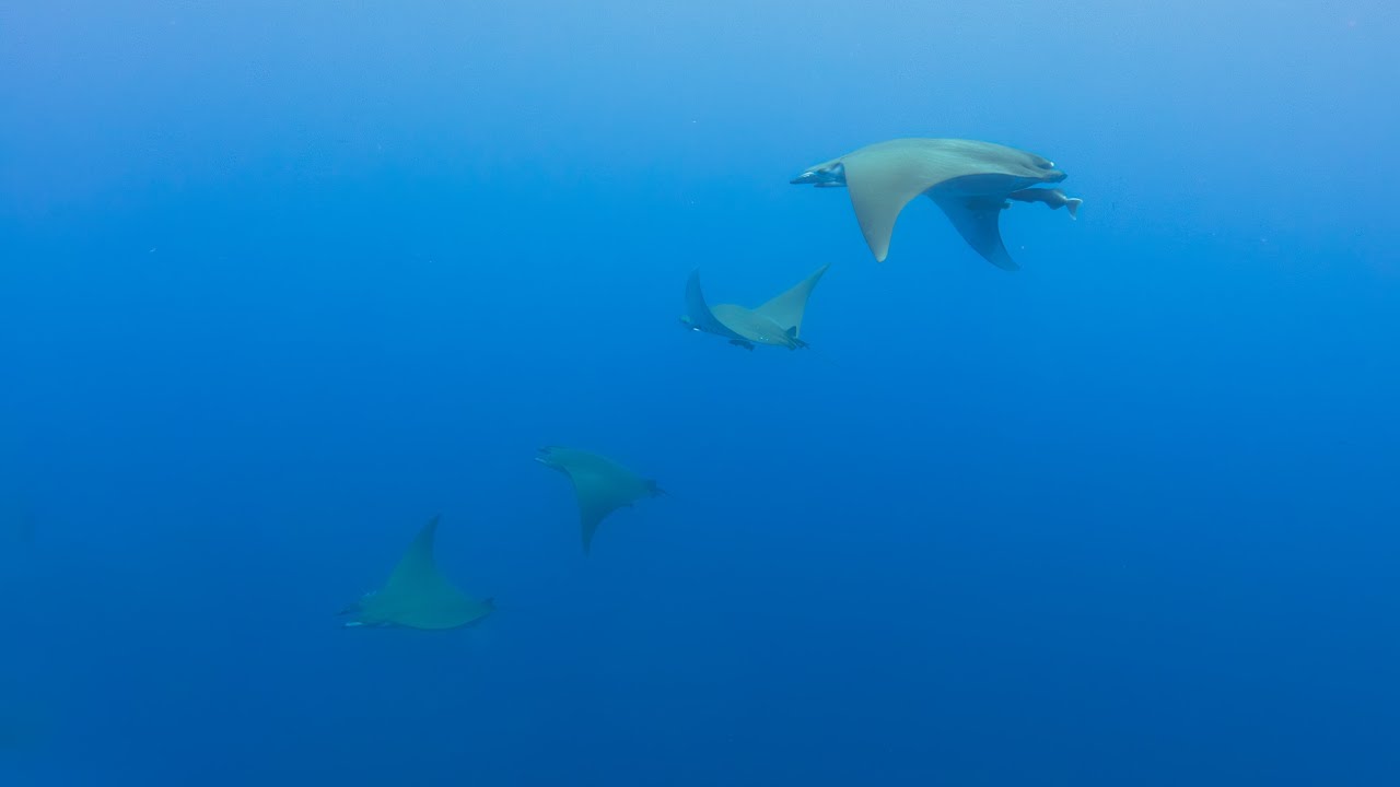 Discovering the Devil Rays of Azores in Freediving - Santa Maria island ...