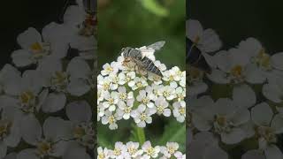 Sharp-tailed bee (Coelioxys genus)