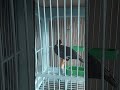 Beo pintar ngoceh wawan cincau