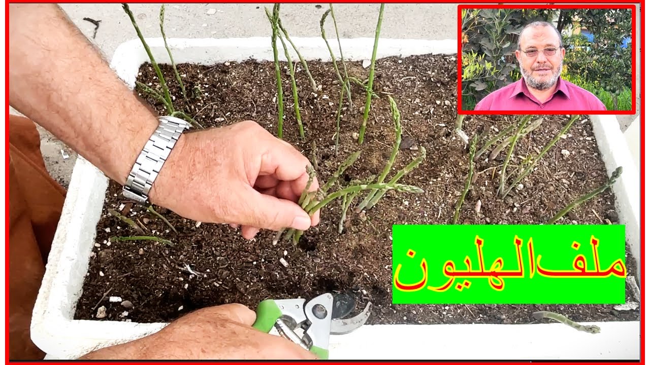 كيف تزرع الهليون في أواني صغيرة فوق سطح المنزل؟ دليل كامل للمبتدئين  نتائج مبهرة فوق السطح!