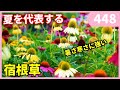エキナセアの育て方 by 園芸チャンネル448 園芸 ガーデニング 初心者