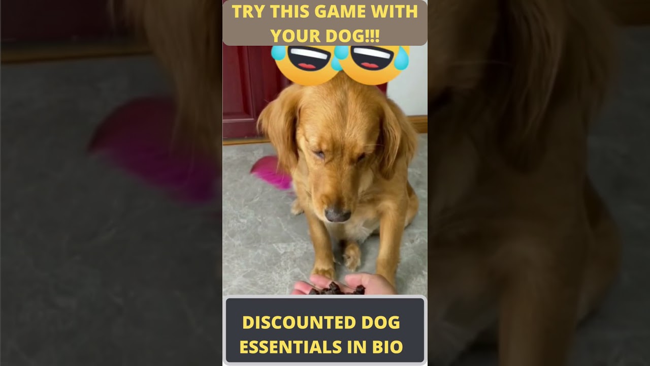 AWWW😍😪 THIS DOG REGRETS ITS CHOICE IMMEDIATELY!! 