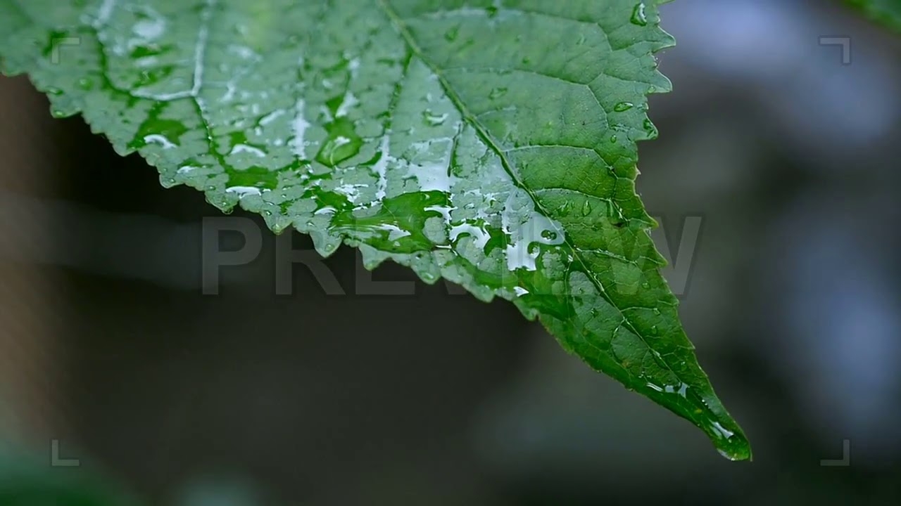 Water Drips On Leaves Stock Video YouTube
