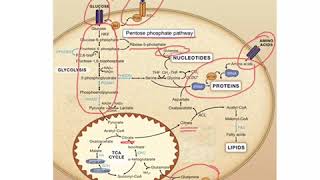 Metabolic reprogramming in cancer