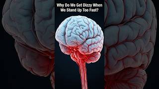 Why Do We Get Dizzy When We Stand Up Too Fast #Brain #Science #HumanBody