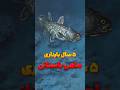 ماهی ای که ۴۰۰ میلیون ساله تغییری نکرده 