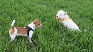 West Highland White Terrier (Westie) Bobby. Ball of discord by Elena & Bob 840 views 12 days ago 4 minutes