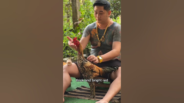 Bathing chickens is important so that their skin is healthy and thick.