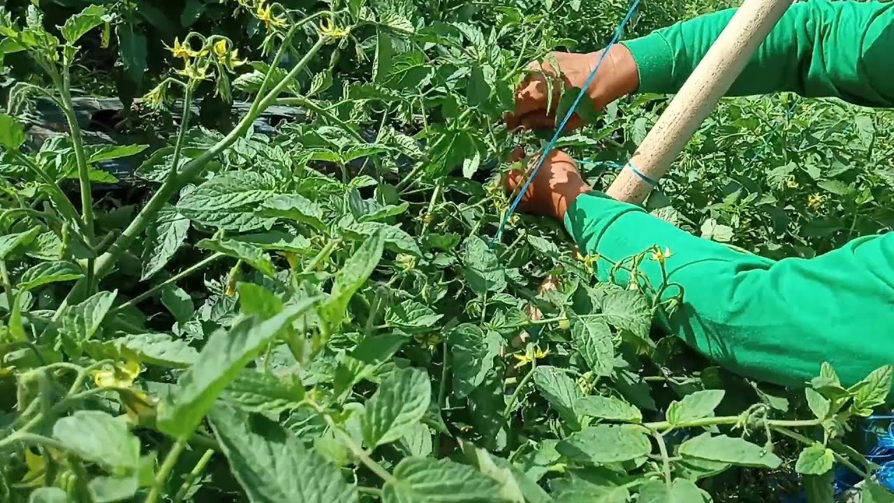 PAANO MAGTALI NG KAMATIS SA TAG-ARAW