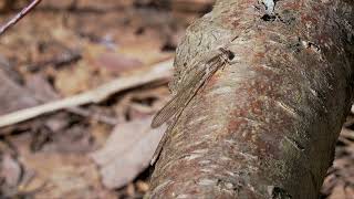 Siberian Winter Damsel, Sympecma Paedisca