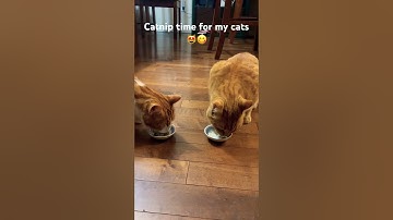 Just a calm catnip moment #cat  #funnycats #catnip # kitten #petslovers #catlovers #cutecat