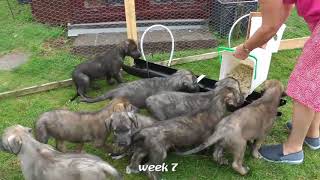 Irish Wolfhound Shelby has 9 pups