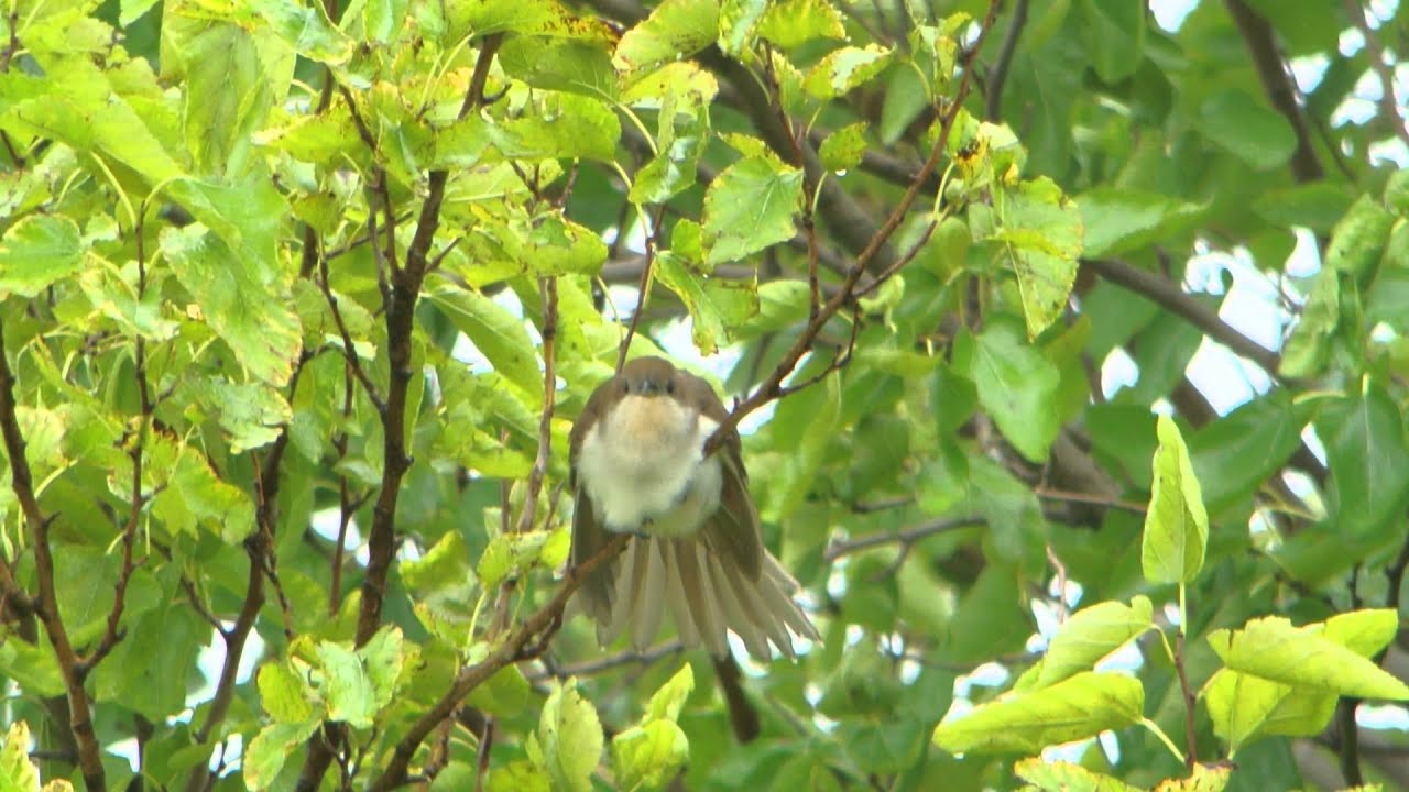 Black-billed Cuckoo - juvenile 