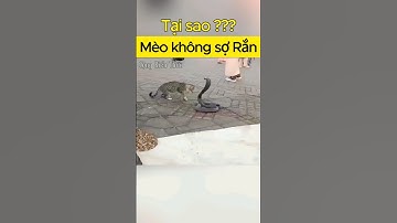 Tại sao Mèo không sợ Rắn #congkienthuc #shorts