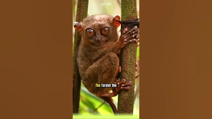 The Tarsier, the world's smallest and most adorable primate that you might not know about.#tarsier