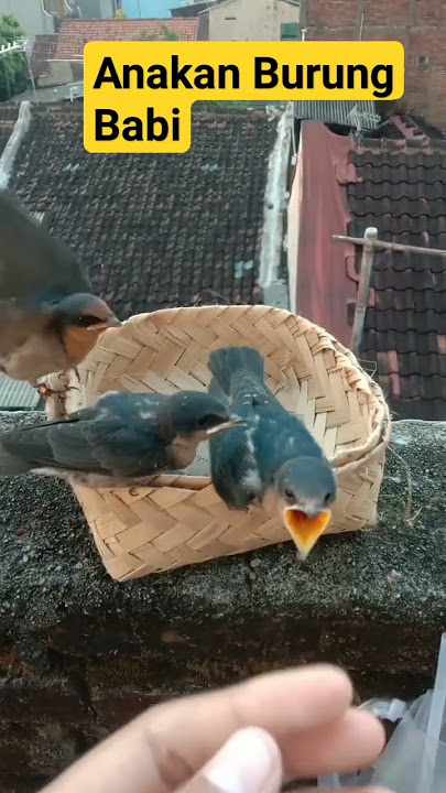 Anakan Burung Kekep Babi Seperti Burung Walet #shorts  #short