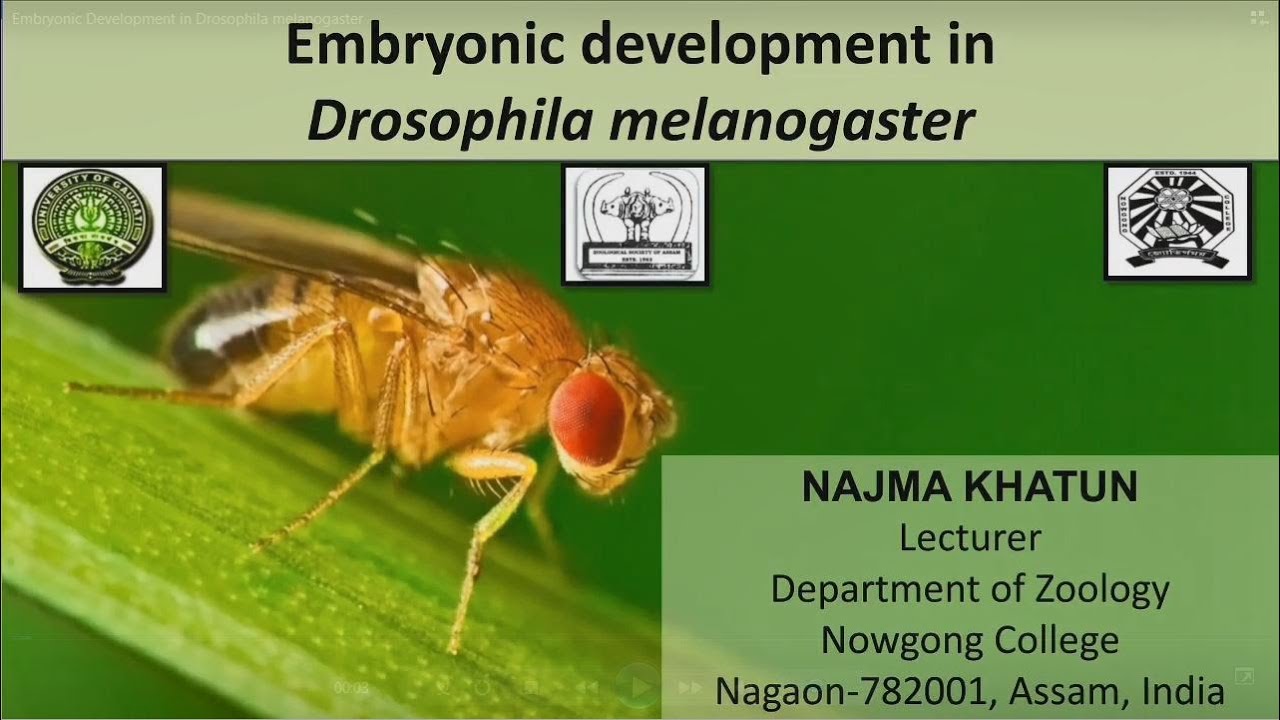 Embryonic Development in Drosophila melanogaster - YouTube