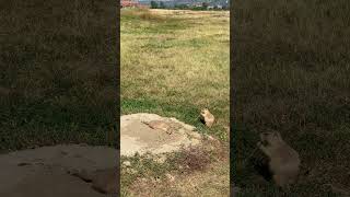 Prairie Dog Town, Devils Tower devilstower