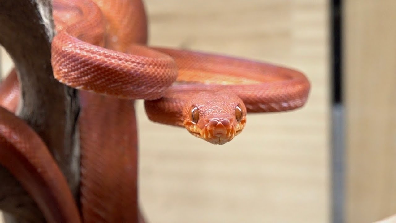 I started breeding a snake whose whole body is bright red. - YouTube