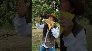 Download Lagu 😍 Alphaville - Forever Young (Pan Flute) 🔥 #atipakchristian #andeanmusic #musicaandina MP3