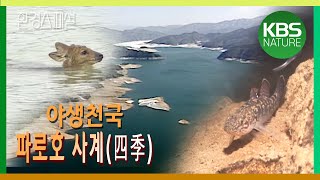 KBS 환경스페셜 – 파로호는 살아있다 / KBS 20061101 방송