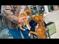 Dabi Meets Prisca, the Basenji Puppy (Including Slideshow of Best Moments)