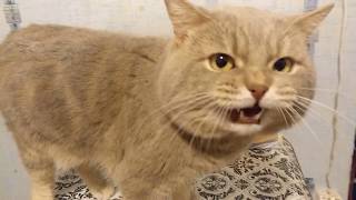 Кот говорит я обиделся :(( Кот говорит я обиделся :((