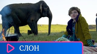 ПРИКЛЮЧЕНИЯ  ЦИРКОВОГО СЛОНА!  Слон. Семейный канал.