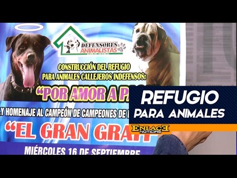 Se presentará proyecto por animales indefensos