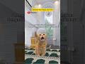 Selamat hari raya idul Fitri #videokucing #kucing #idulfitri #lebaran