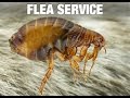 Flea Control Service