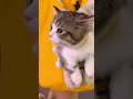 kitten trapped in a sewer cries for help | emotional rescue moment