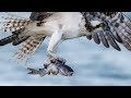 Nikon D850 - Sony A9 - Best Bird Photography Day to Date - Incredible Osprey Close-ups