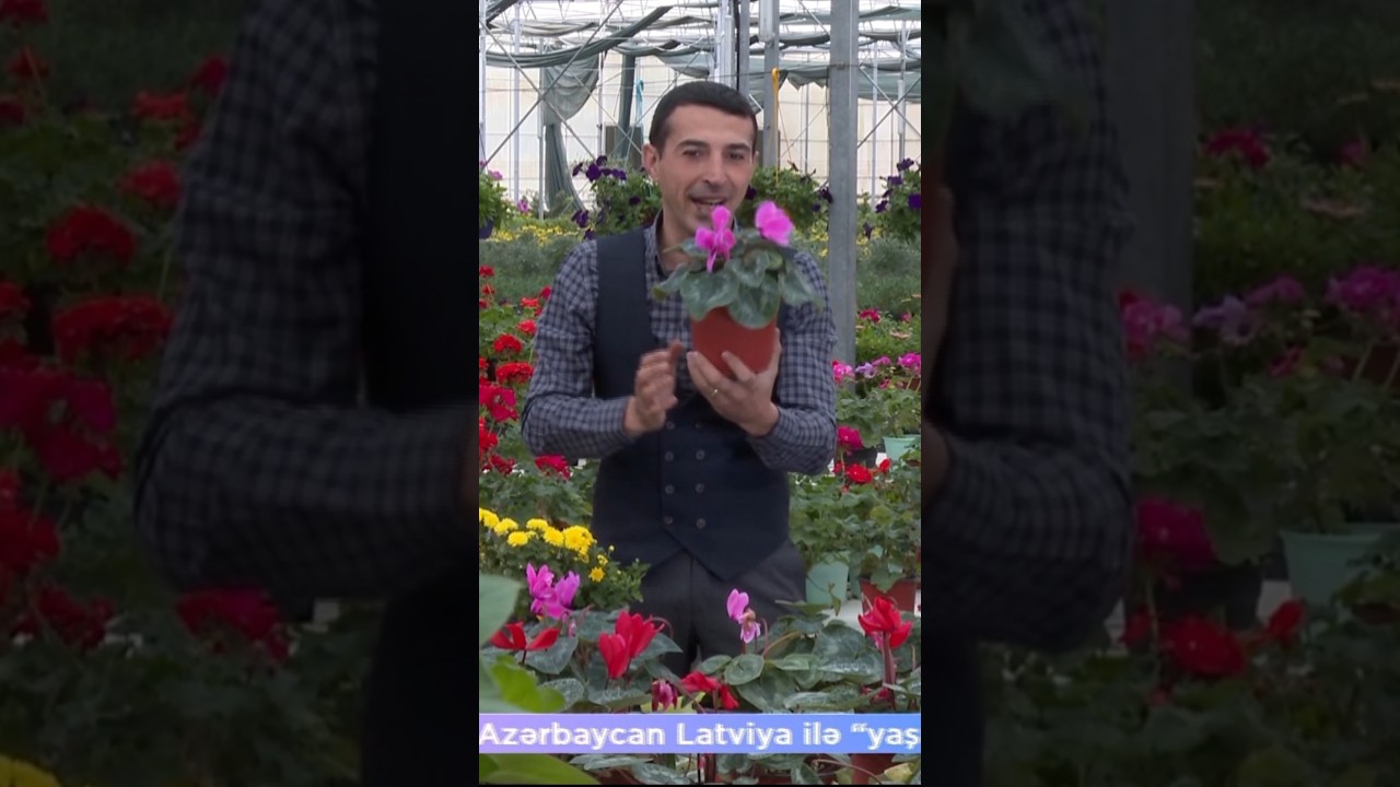 Payız güllərinə qulluq