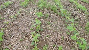 Xtend Video for Field Day