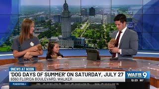 Rescue Rehome Repeat: Dog Days of Summer adoption event