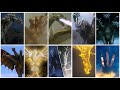 Evolution of Ghidorah-Short ( evolution part 3 )