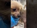 【ペット里親会通信】きょうも悲惨な犬たちがやって来ました