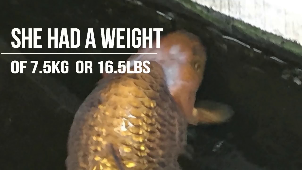 Hanako Fish THE OLDEST CARP IN THE WORLD KOI HANAKO HISTORY of a 226 year old fish ...