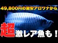 【ショップ訪問】激安のレッドアロワナから激レア熱帯魚まで！熱帯魚　アクアリウム