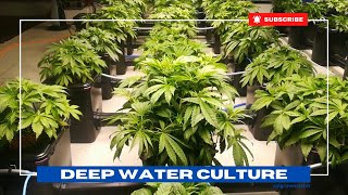 Canabis Sativa L în sistem DWC (start to finish)