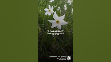 #تلاوة من #سورة_الغاشية بصوت #أشرف_اللحجي #قران #قرآن_كريم #آيات #استغفرالله #الحمدلله #quran