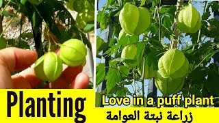 زراعة نبات العوامة الزلابية / Planting Love in a puff Lanterns