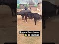 farm house 🏡 Rambas #sharma #dairyfarm